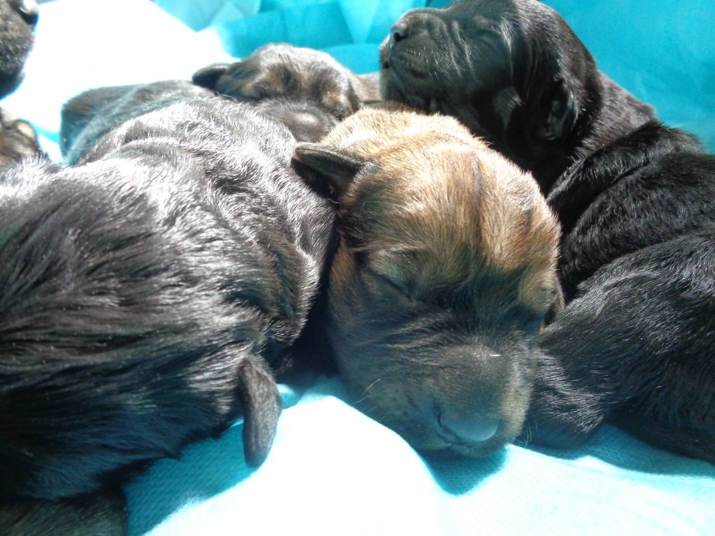 Chiot N°4