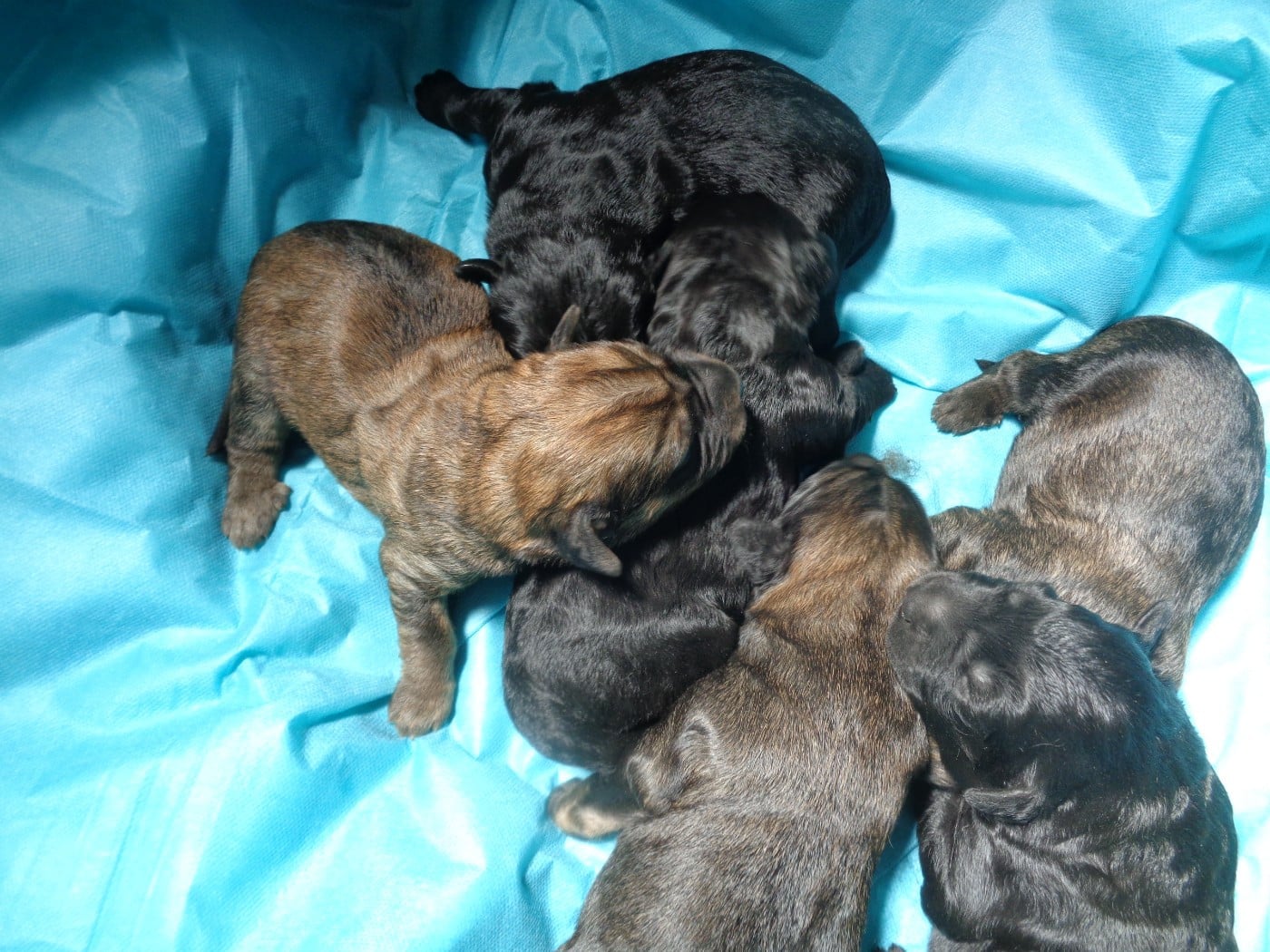 Chiot N°5