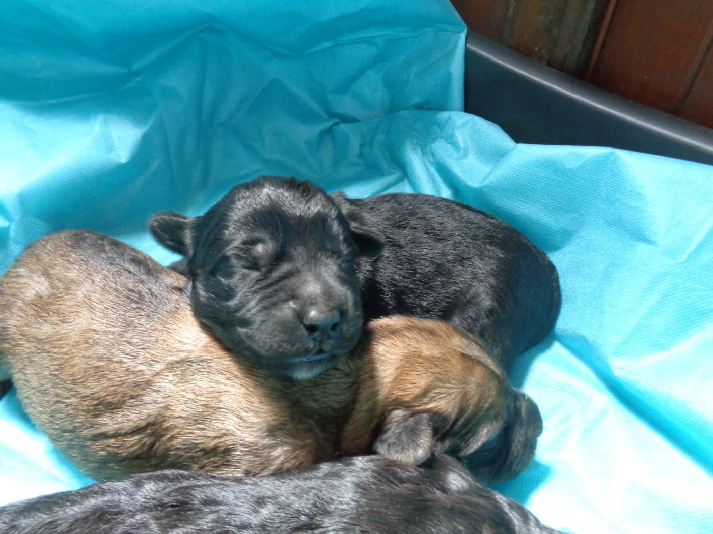 Chiot N°6
