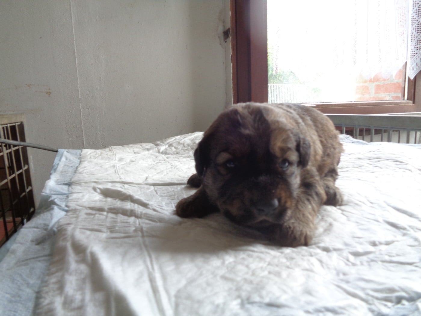 Chiot N°4