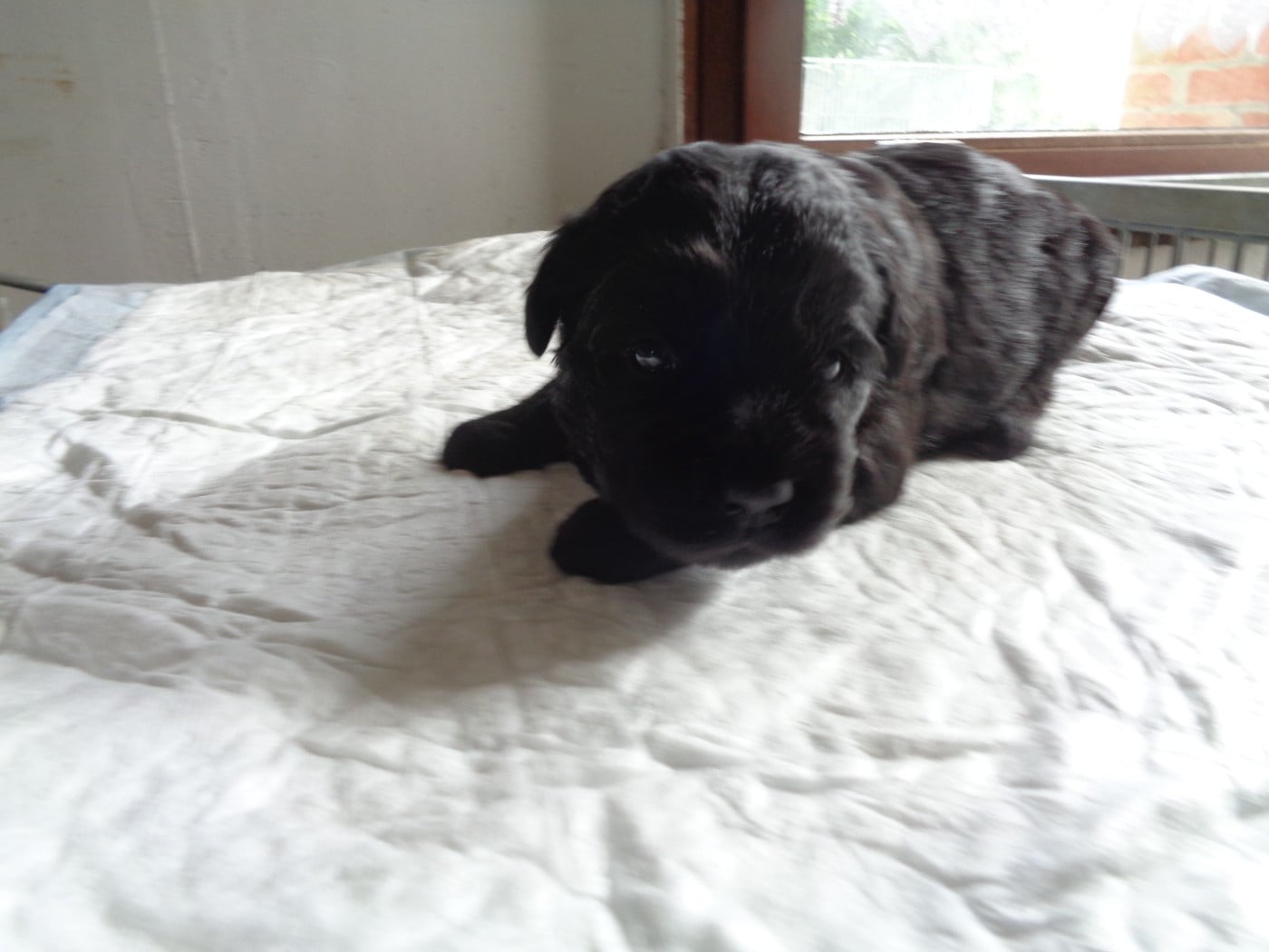 Chiot N°5