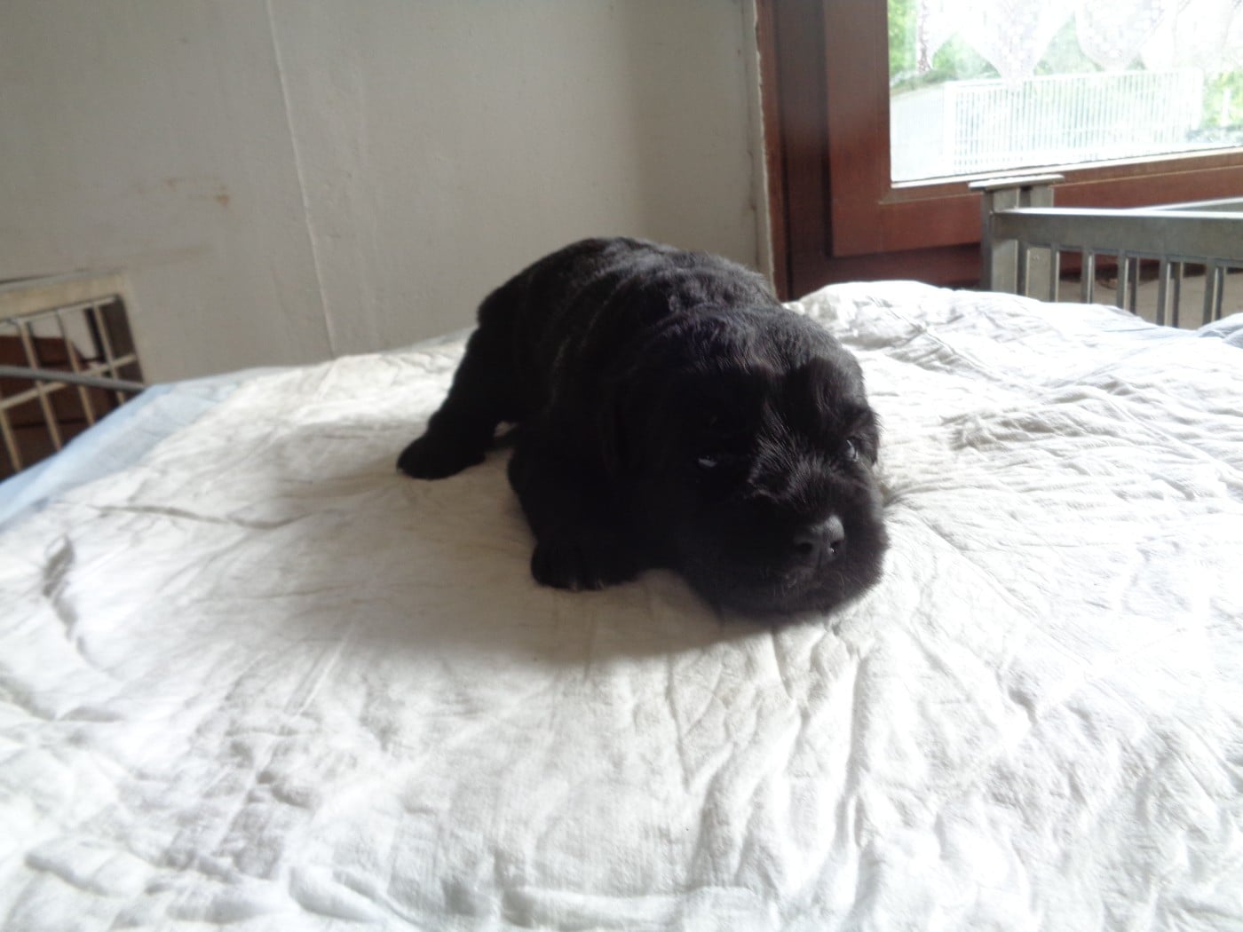 Chiot N°6