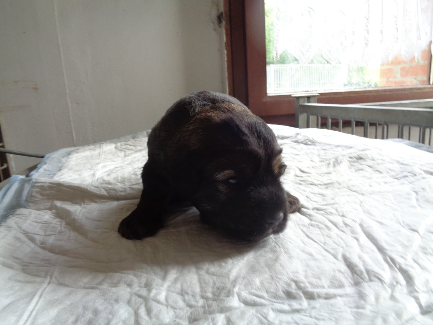 Chiot N°1