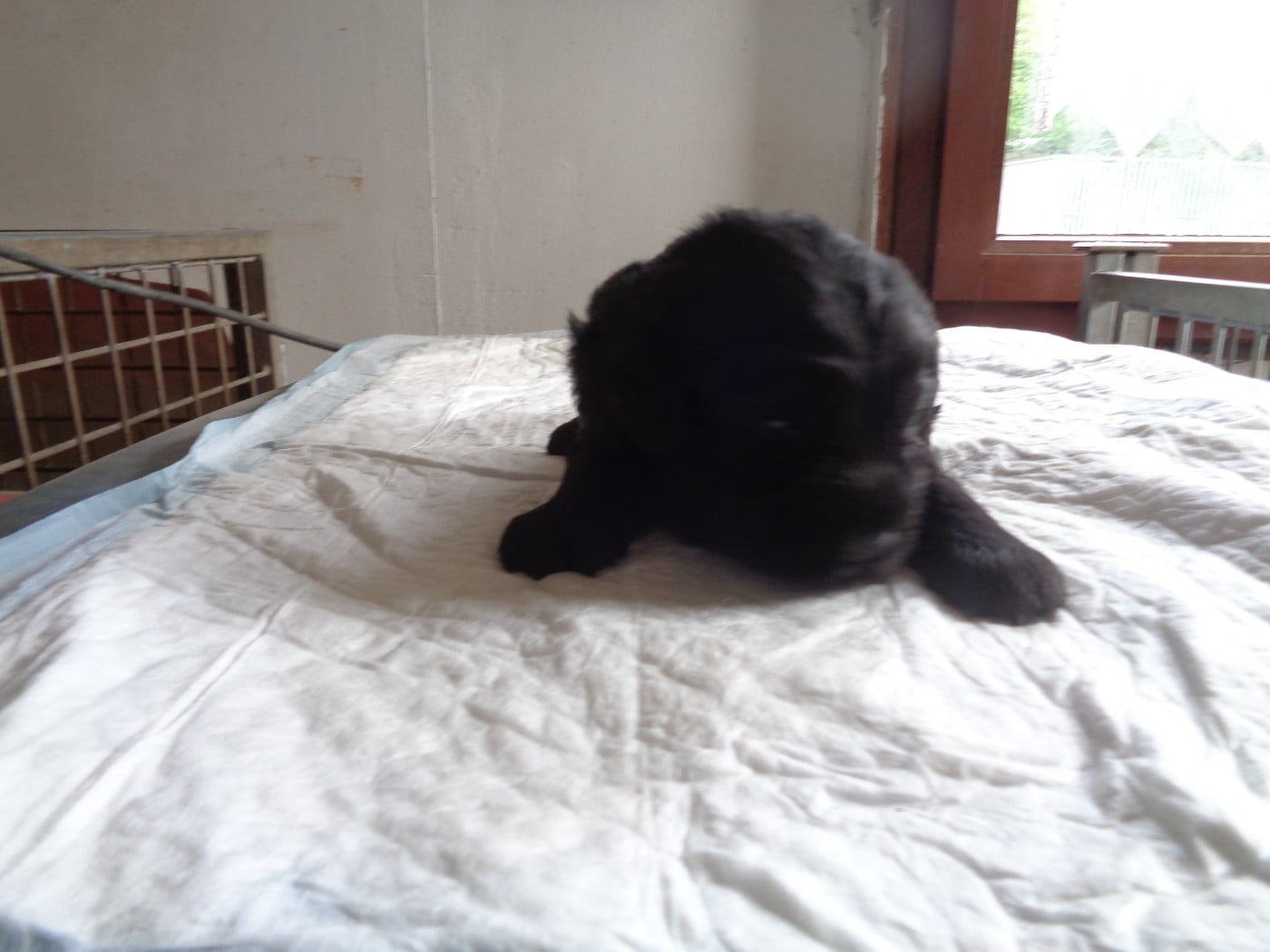 Chiot N°2