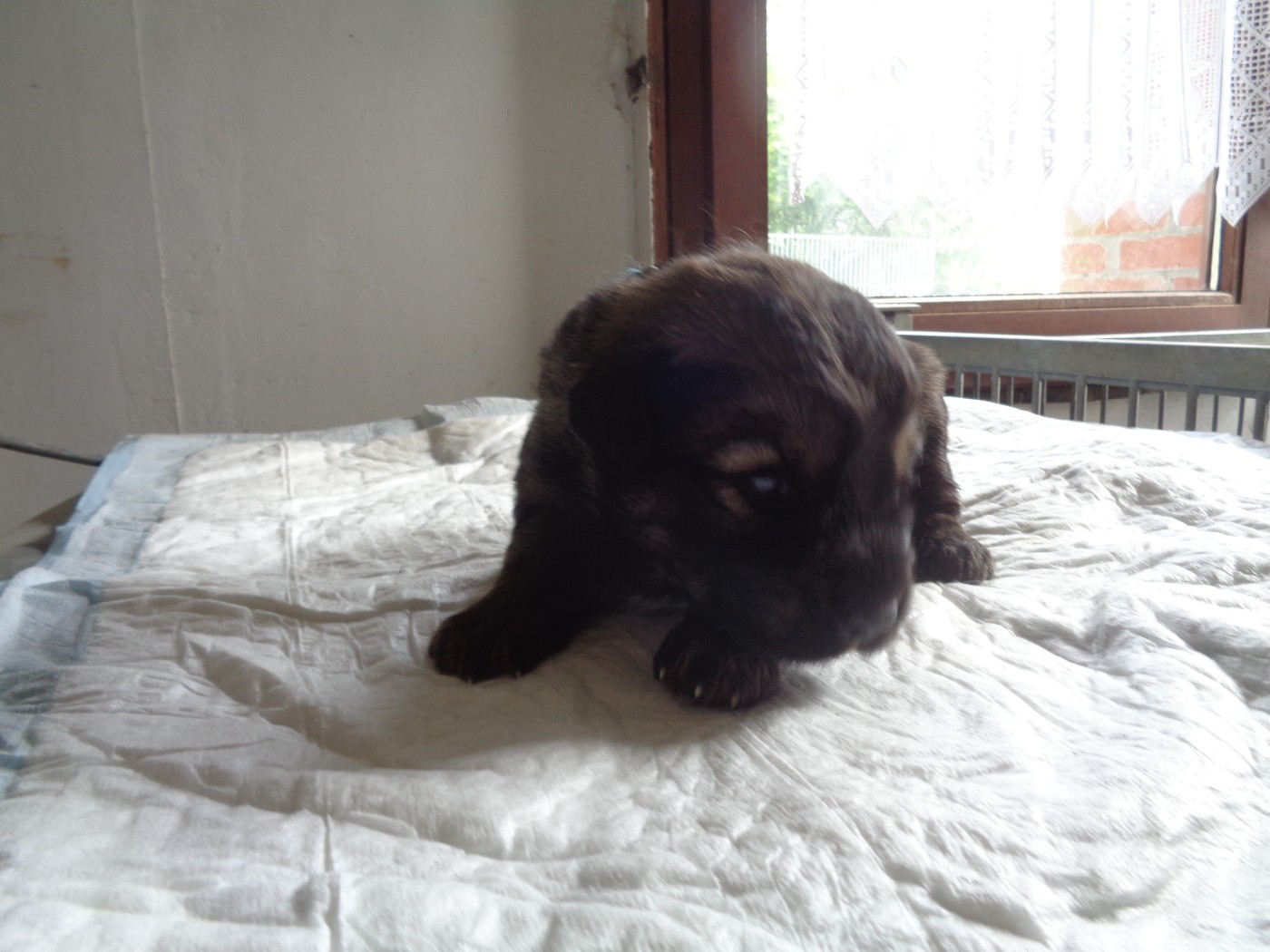 Chiot N°3