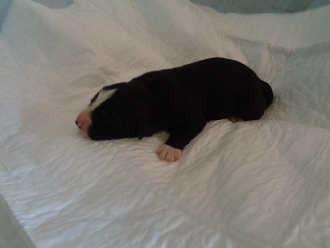 Chiot N°2