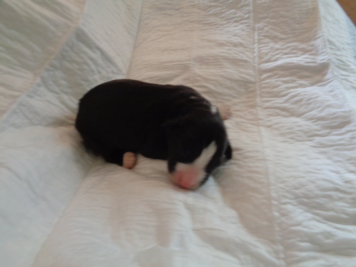 Chiot N°4