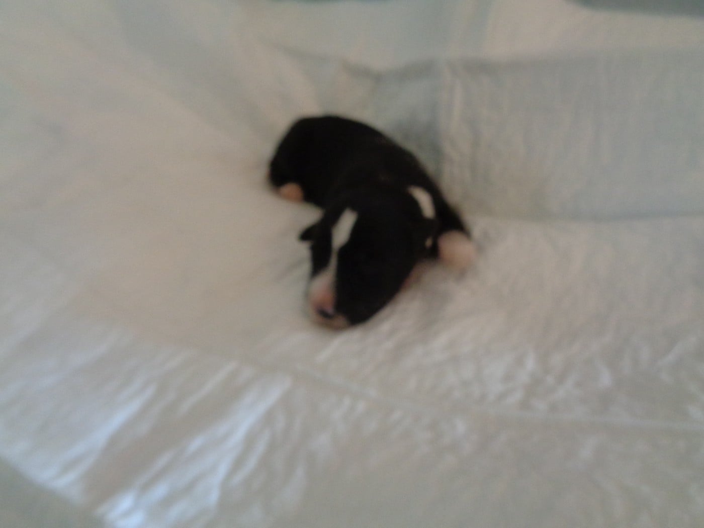 Chiot N°5