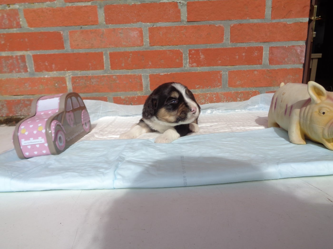 Chiot N°1