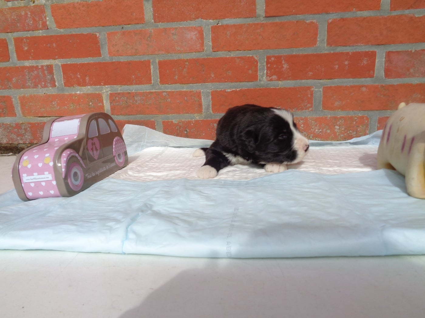 Chiot N°2
