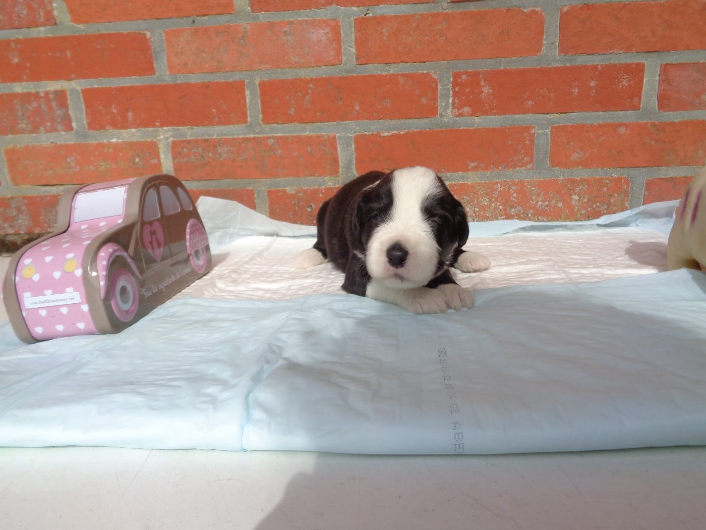 Chiot N°3