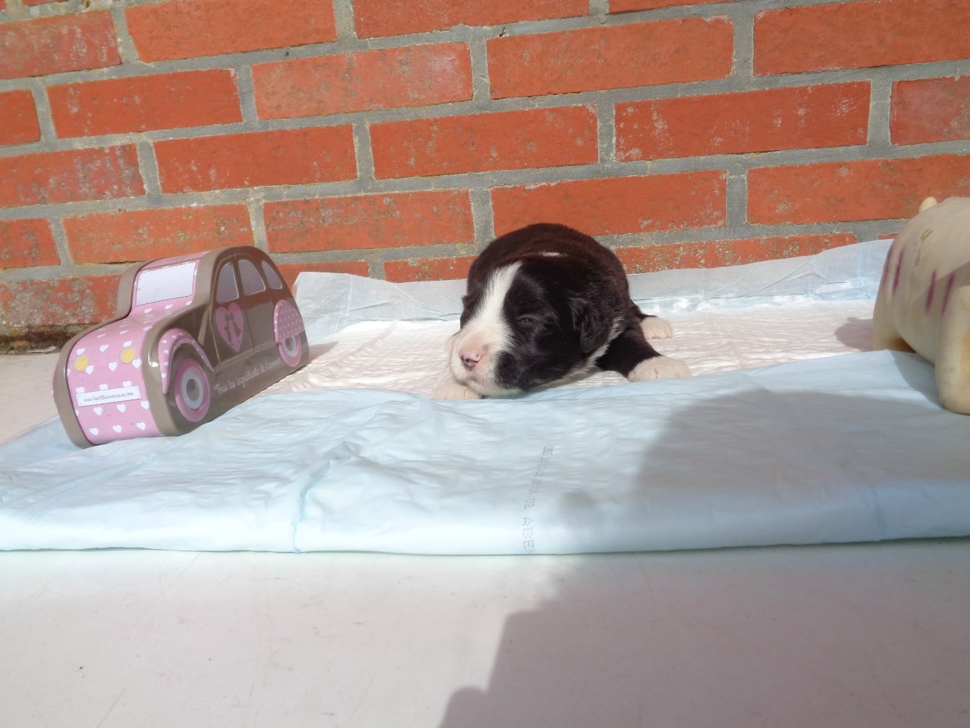 Chiot N°4
