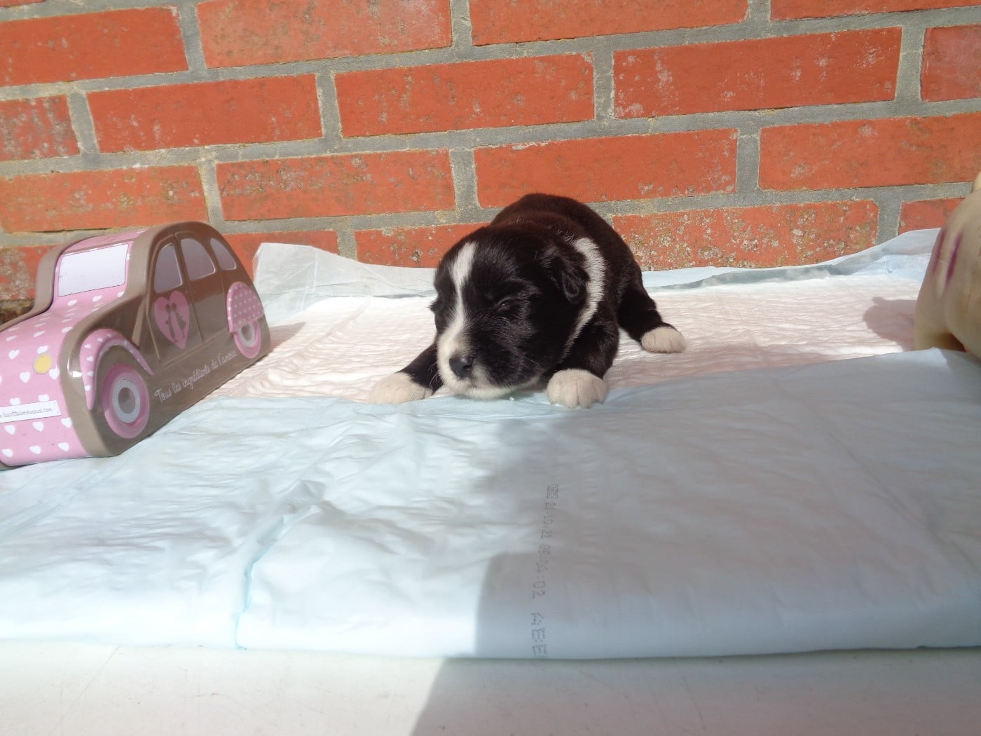 Chiot N°5