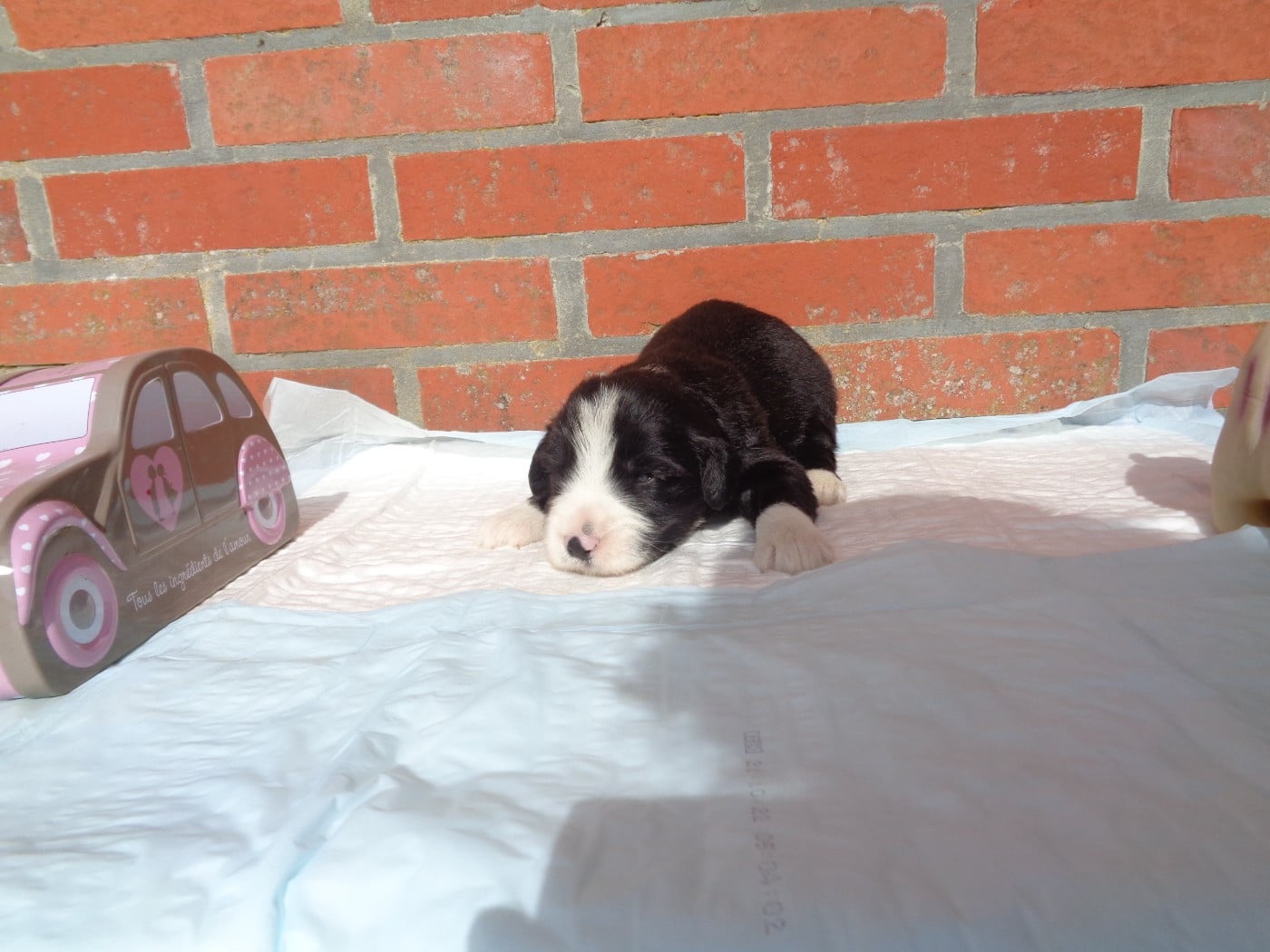 Chiot N°6