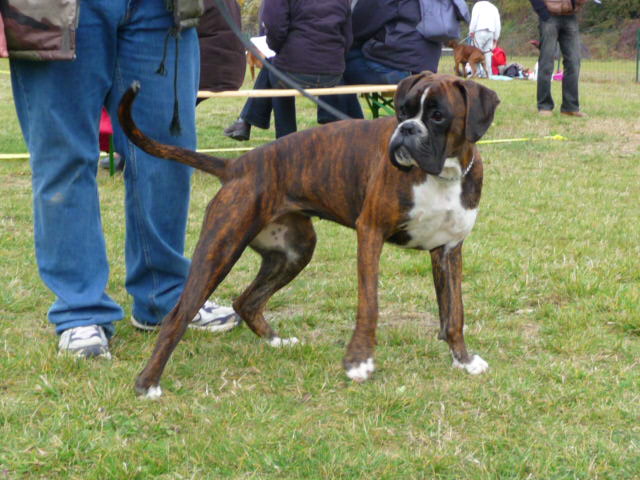 Publication : des près nouveaux Auteur : Jeantet Pierre-Michel