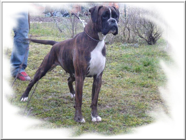 Publication : des près nouveaux Auteur : Jeantet Pierre-Michel