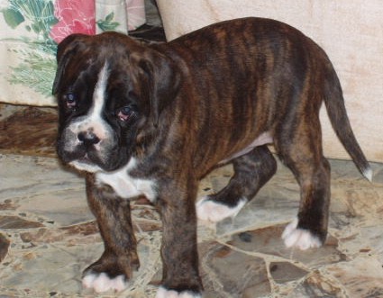 Publication : des près nouveaux Auteur : Jeantet Pierre-Michel