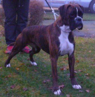 Cécoya des près nouveaux - 3ème Excellent CLASSE JEUNE