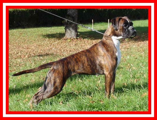 Cécoya des près nouveaux - 2ème Excellent - R-CAC