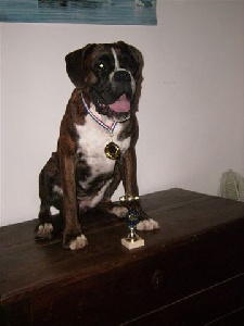 Cécoya des près nouveaux - 1ère Très Prometteur CLASSE PUPPY