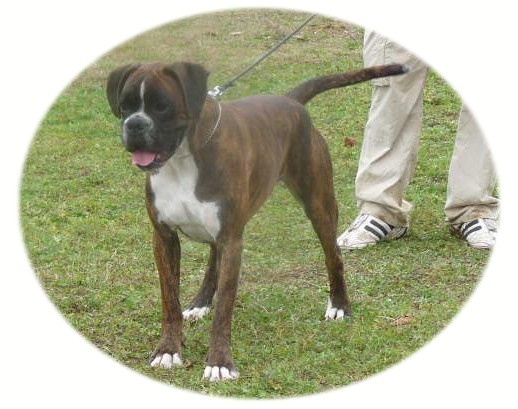 Cécoya des près nouveaux - Excellent (Non classée) CLASSE OUVERTE