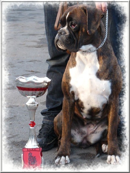 Cécoya des près nouveaux - 1ère Excellent CACS et R-CACIB - CLASSE INTERMEDIAIRE