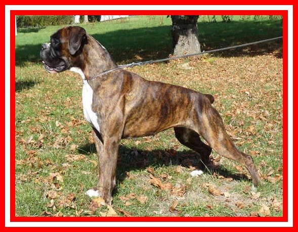 Cécoya des près nouveaux - 1 Très Bon