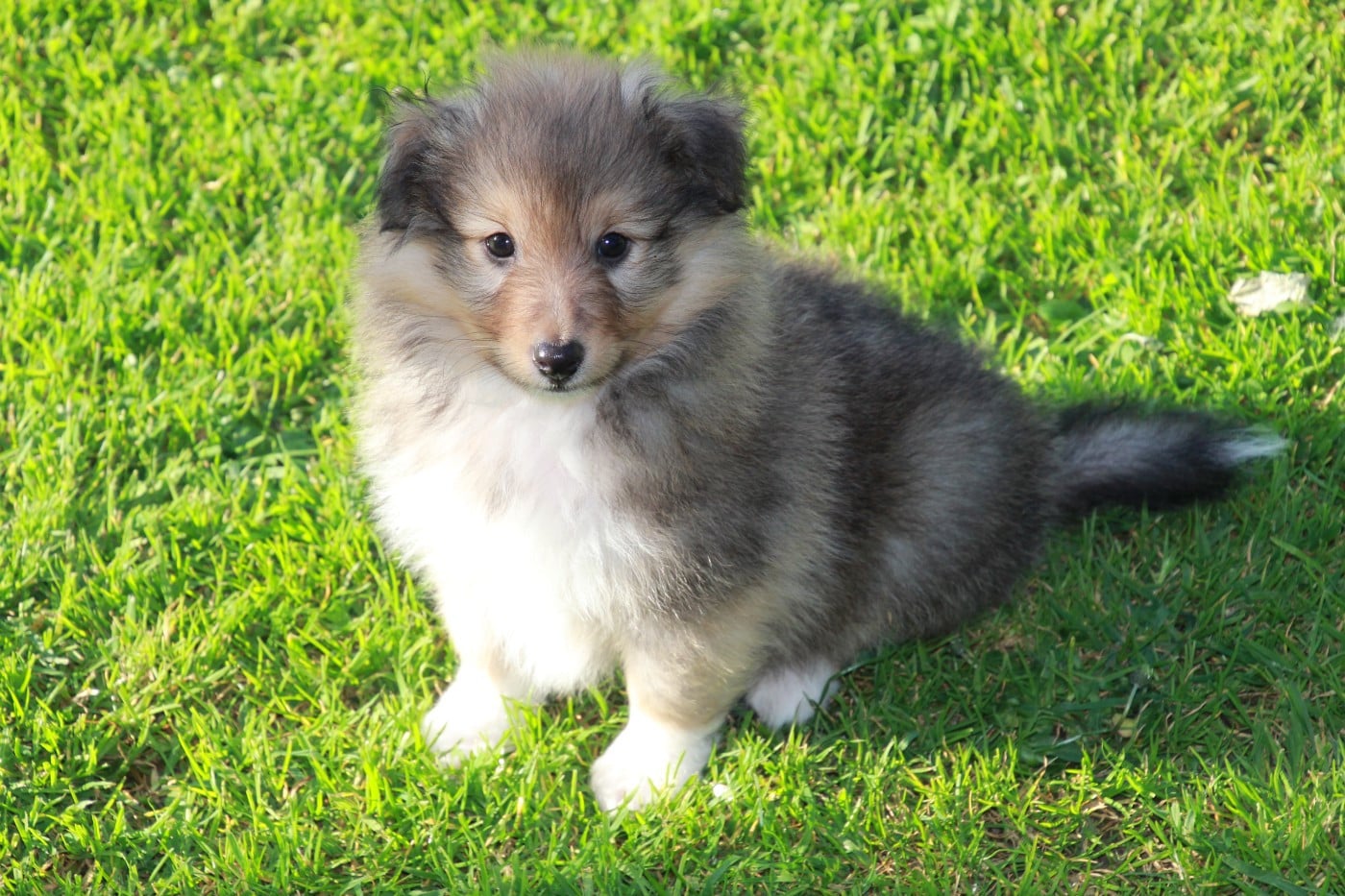 CHIOT 4 - Shetland Sheepdog