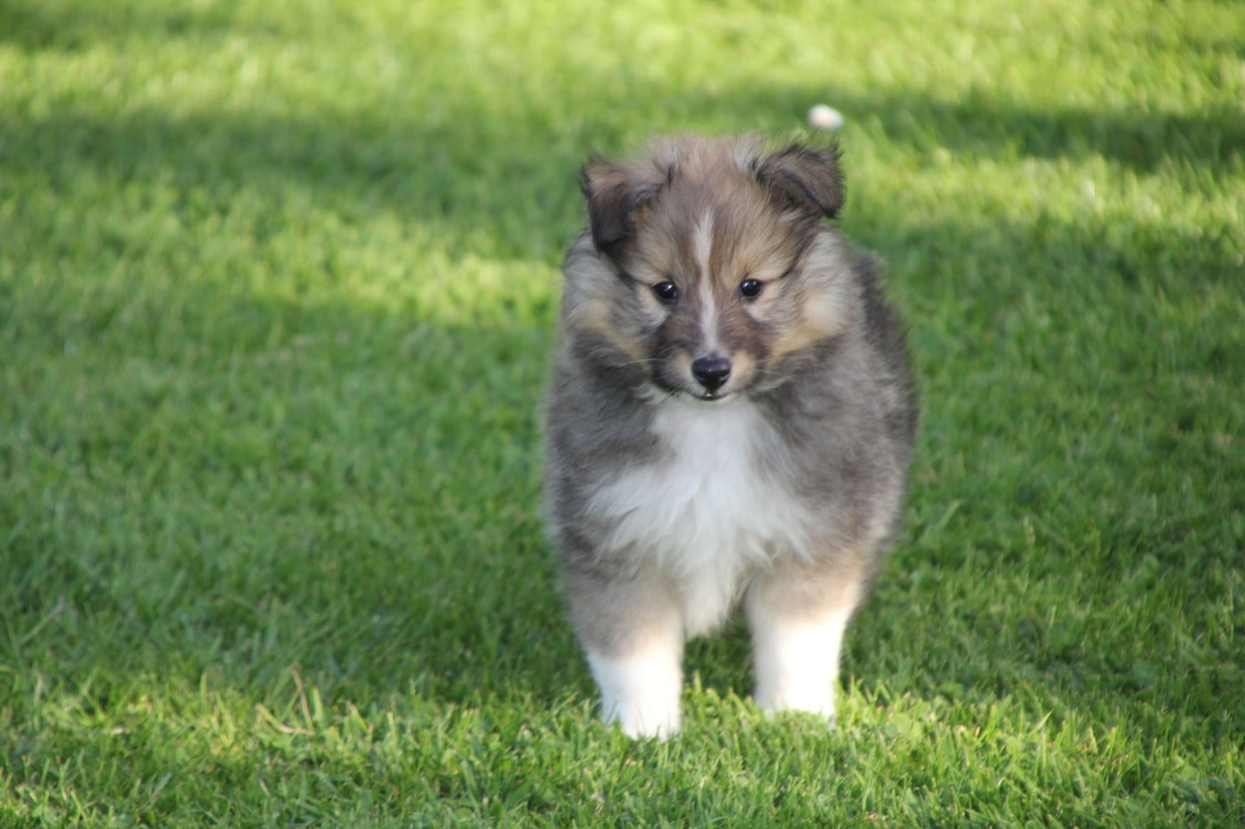 CHIOT 3 - Shetland Sheepdog