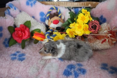 Les chiots de Shetland Sheepdog