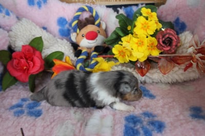 Les chiots de Shetland Sheepdog