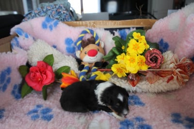 Les chiots de Shetland Sheepdog