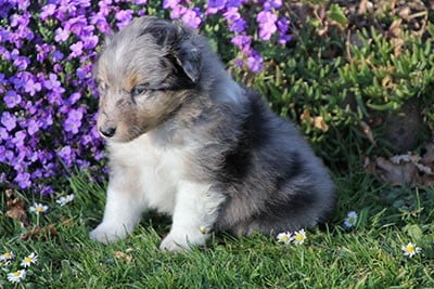 Les chiots de Shetland Sheepdog