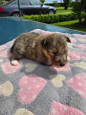 Les chiots de Shetland Sheepdog