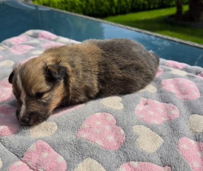 Les chiots de Shetland Sheepdog