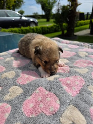 Les chiots de Shetland Sheepdog