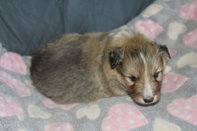 Les chiots de Shetland Sheepdog