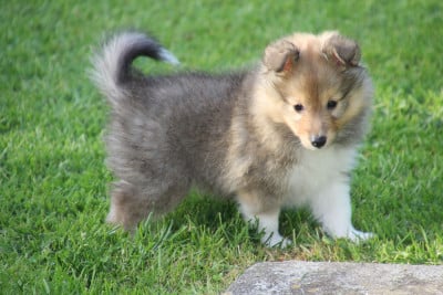 Les chiots de Shetland Sheepdog