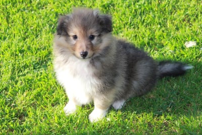 Les chiots de Shetland Sheepdog