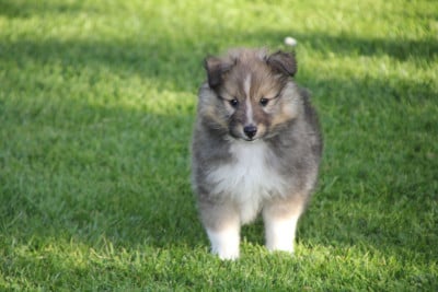 Les chiots de Shetland Sheepdog