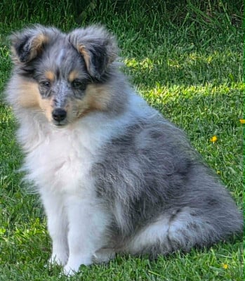 Les chiots de Shetland Sheepdog