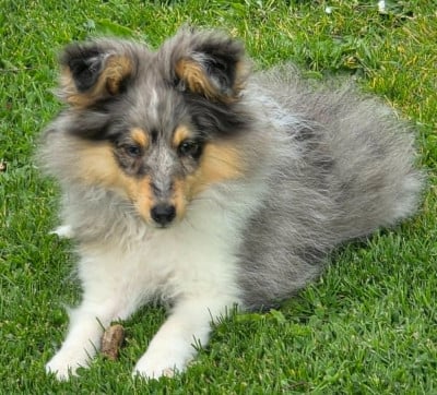 Les chiots de Shetland Sheepdog
