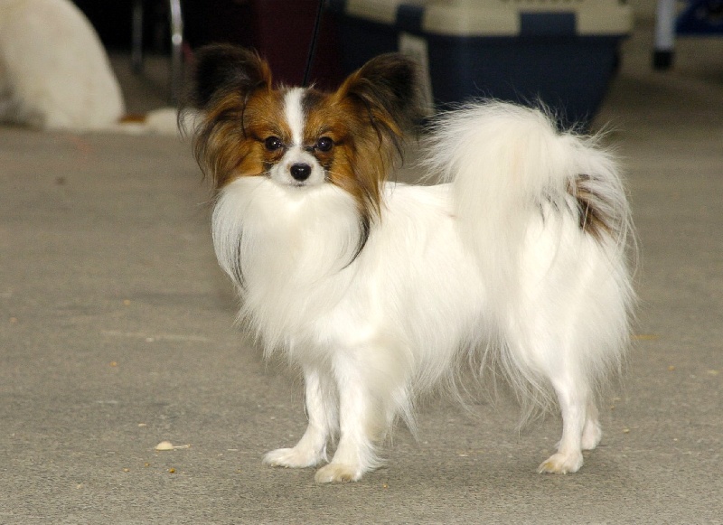 CH. Infinity De Costalina - C.A.C.I.B, Meilleur de race, C.A.C.S