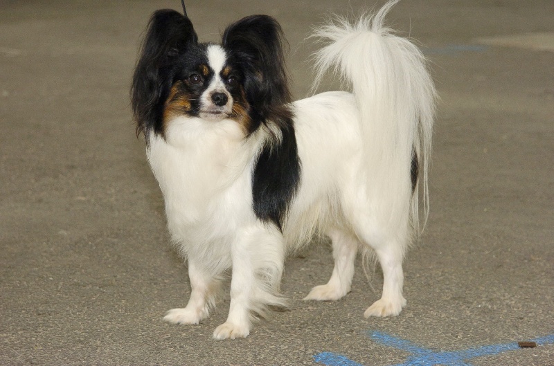 Intermezzo De Costalina - C.A.C C.A.C.I.B