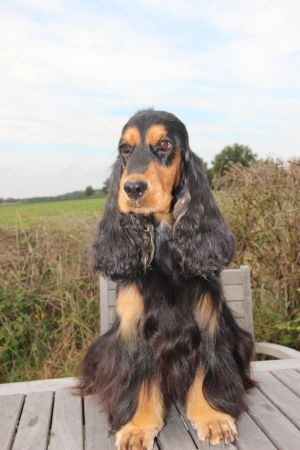 Publication : Du domaine des clayeux Auteur : Alice ANTON