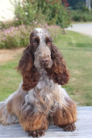 Publication : Du domaine des clayeux Auteur : Alice ANTON