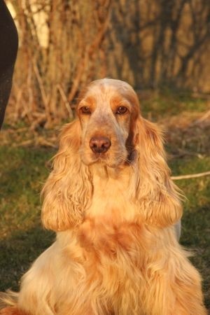 Publication : Du domaine des clayeux Auteur : Alice ANTON