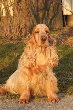 Publication : Du domaine des clayeux Auteur : Alice ANTON