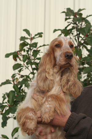 Publication : Du domaine des clayeux Auteur : Alice ANTON