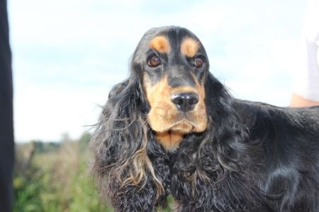 Publication : Du domaine des clayeux Auteur : Alice ANTON